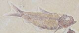 Multiple Knightia Fossil Fish Plate -x #32749-2